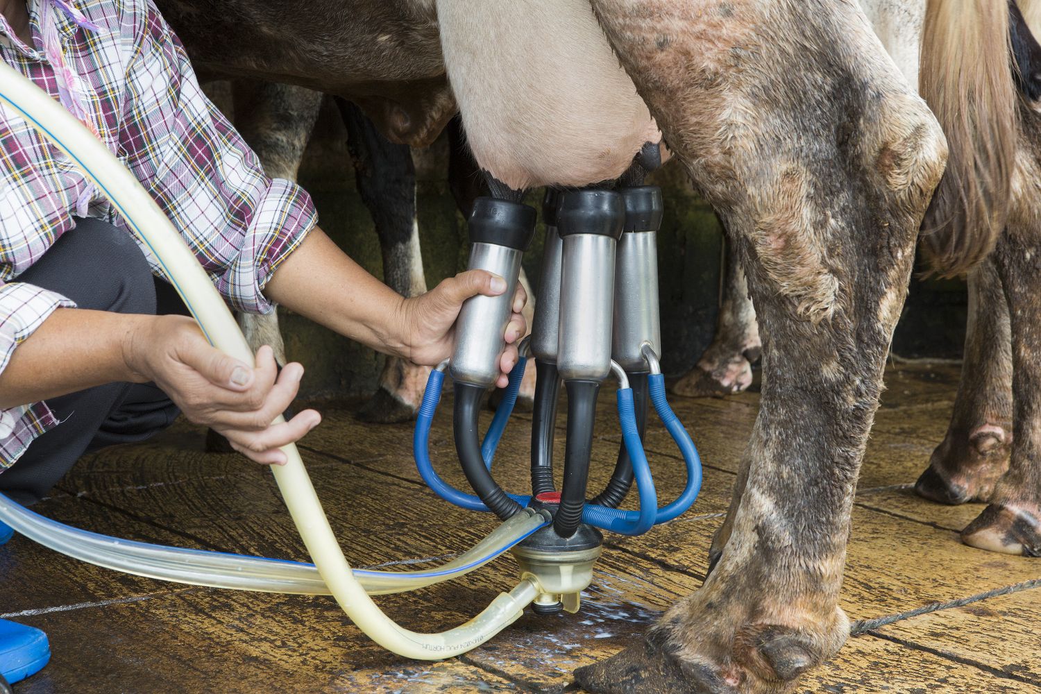 Ein Landwirt schließt eine Melkmaschine an den Euter einer Kuh an. Innovative Landwirtschaft verbessert viele Abläufe.